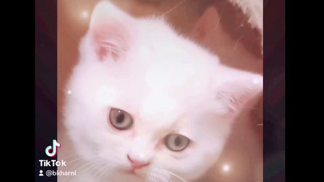 217. KATZEN KATZCHEN KITTEN CATS КОШКИ КОТЯТА смотреть онлайн