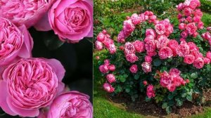 Розы флорибунда сорта. Сорта роз. Описание сорта роз. Лучшие сорта роз.