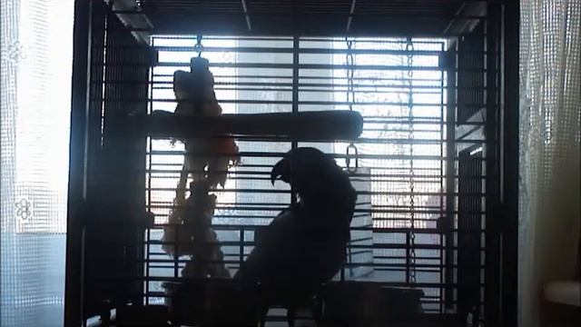Попугай Жако - Паша, начинаем говорить!))) смотреть онлайн