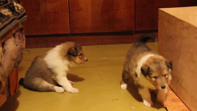 Анфиска и Чубчик смотреть онлайн