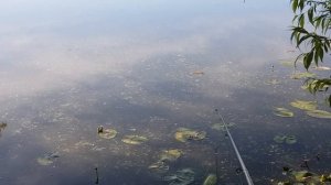 Ловля карпа на боковой кивок в лилиях