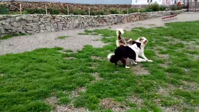 Вэйси и Чарли ВМЕСТЕ смотреть онлайн