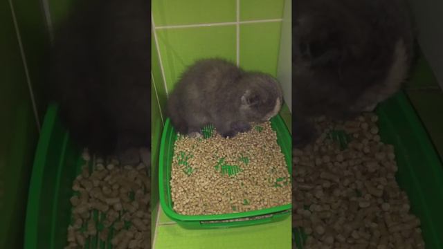 Шотландская кошечка наконецто сходила в лоток. Урааа... смотреть онлайн