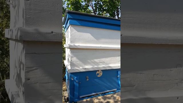 содержание пчёл в ульях лежаках смотреть онлайн