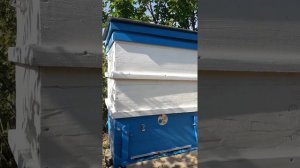 содержание пчёл в ульях лежаках