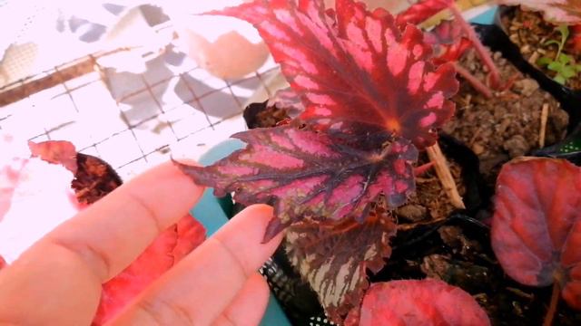 BEGONIA DIFFERENT VARIETIES WITH NAMES/BEGONIACARE смотреть онлайн