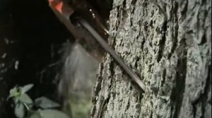 Вторая жизнь Федора Строгова