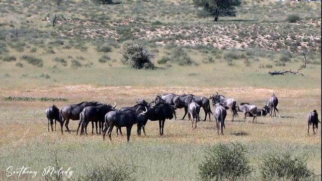 4K African Wildlife - Mana Pools National Park - Scenic Wildlife Film With Relaxing Music