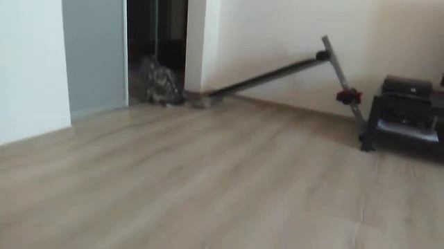 Мой кот бесится! смотреть онлайн