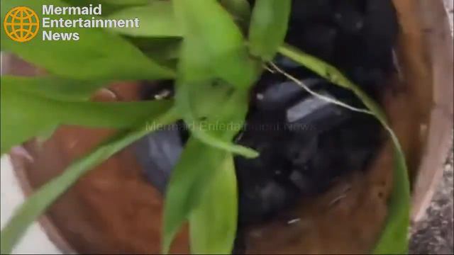 How to Grow Orchids, Garden, Orchids, Orchids Plants, The Most Beautiful Orchids in the World смотреть онлайн