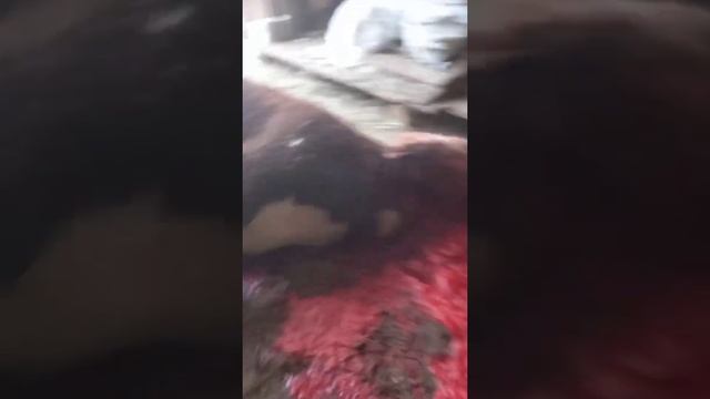 +18 бык герефорд 350 кг ребята подпишитесь по братский смотреть онлайн