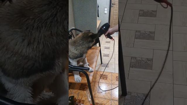 Хаммер 4 месяца. Сушимся 😆. American akita смотреть онлайн