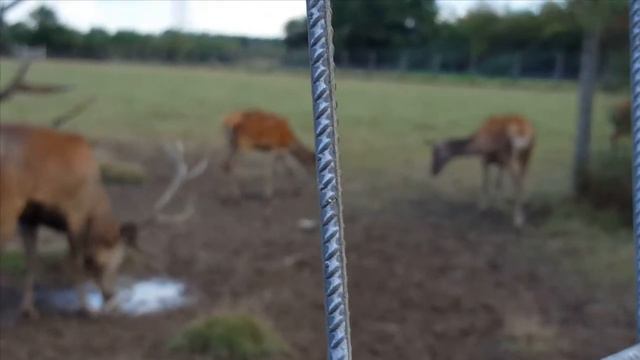 Олень-воспитатель, ни минуты покоя. смотреть онлайн