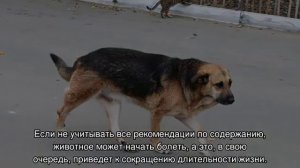 Сколько живут собаки дворняжки в домашних условиях