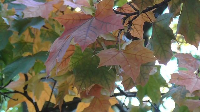 Осень, разноцветные листья клёна [Видео футаж Full HD 1080p] смотреть онлайн