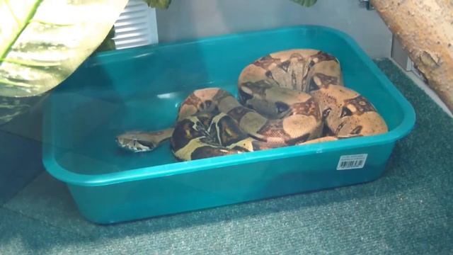 Удав императорский обыкновенный.Boa Constrictor Imperator.