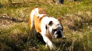 Английский бульдог. Прогулка.