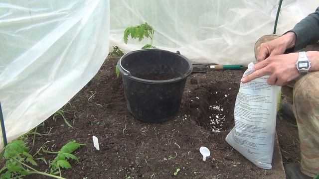 Посадка переросшей рассады томатов в теплицу. Сажаем томаты лёжа. смотреть онлайн