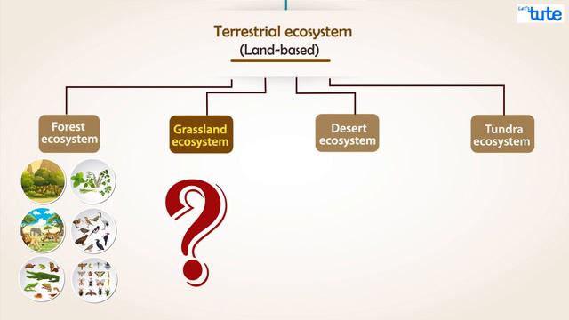 What Is Ecosystem Different Types Of Ecosystem
