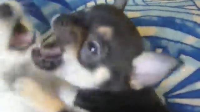 Chihuahua pappes Olimp Apperkot - for sale смотреть онлайн