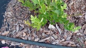 Созревание голубики? Сорта и сроки?