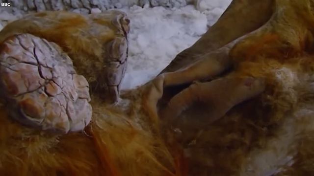 What They Found Frozen in Ice Surprised the Whole World смотреть онлайн