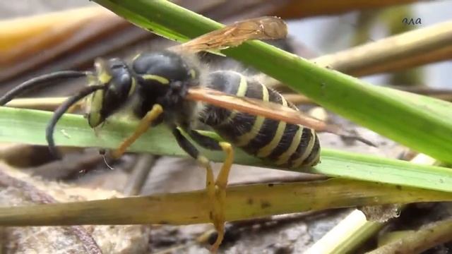 Оса попала в объектив SONY HDR CX 220E смотреть онлайн