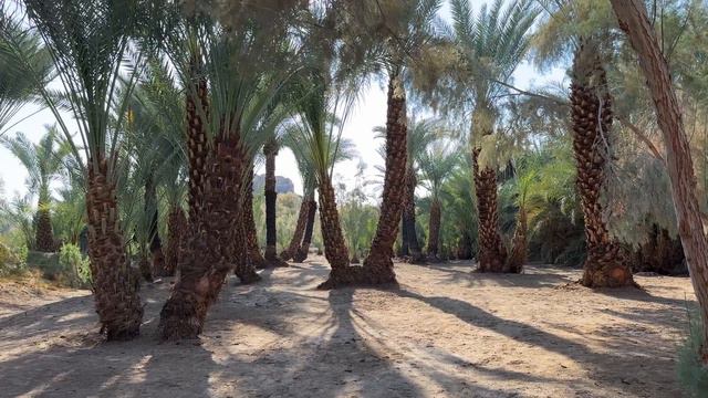 Old Khaybar Food & Tour | Traditional Arab Food Jaresh & Fish with Rice | Battle Place of Khaybar смотреть онлайн