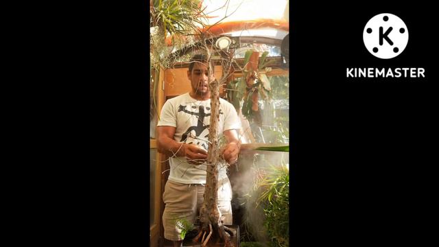 Remounting Drendrophylax lindenii Aka. Florida's Ghost Orchid 👻 смотреть онлайн