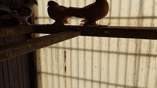 Голуби/ Pigeons/Tauben смотреть онлайн