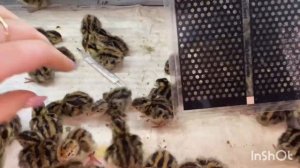 Моя инкубация перепелов от закладки яйца до вылупа в Несушке-63