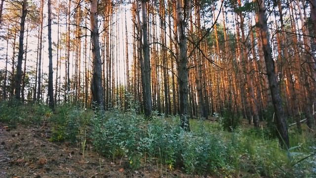 Закат в сосновом бору. ч.4. Сентябрь 2023 смотреть онлайн