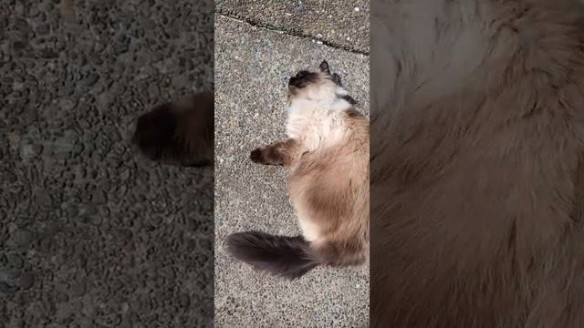kitty squeaks смотреть онлайн