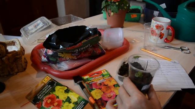 Абутилон Пересадка подросшего сеянца. смотреть онлайн