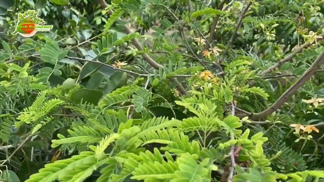 Thai Sweet Tamarind/imli Early Verity Farming in India смотреть онлайн