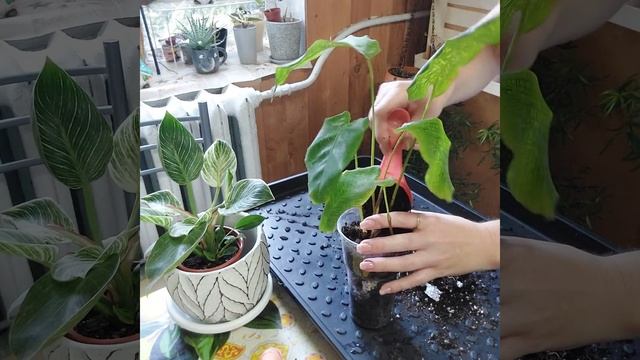 Калатея "Нетворк", "Мозаичная"❤️?, пересадка после покупки ? смотреть онлайн