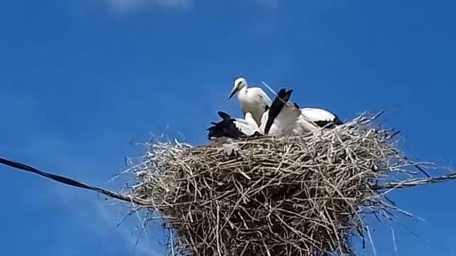 Это надо видеть.Полет аиста. смотреть онлайн