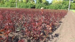 Фитактивы для роз!