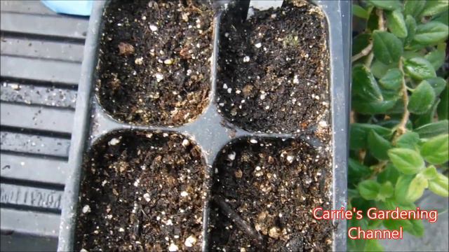 how to grow thyme from seed, what do thyme seedlings look like смотреть онлайн