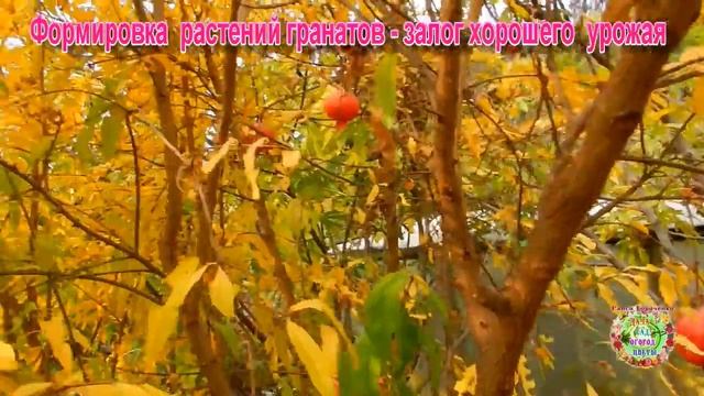 Формировка растений гранатов - залог хорошего урожая смотреть онлайн