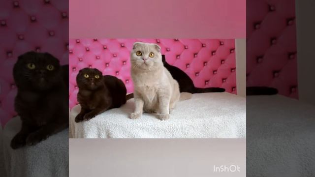 Шикарный шотландский фолд в уникальном окрасе фавн. смотреть онлайн