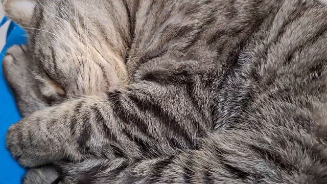Почему мой котик так храпит?/Why Does My Cat Snore So Much?#animals #cat #scottishfold