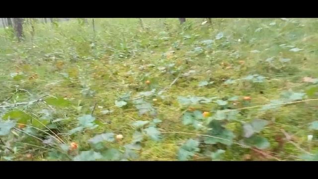 За морошкой! 2023. смотреть онлайн