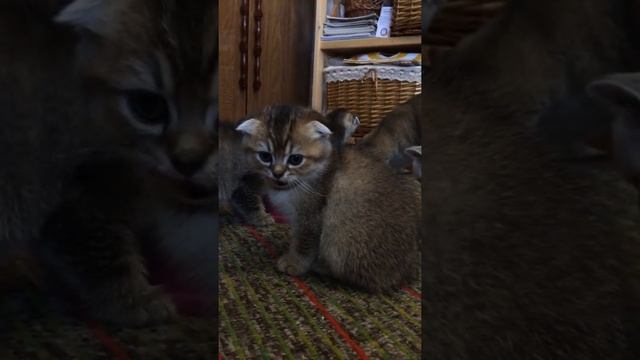 Вислоухая чёрная золотая тикированная девочка смотреть онлайн