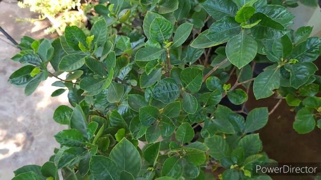 How To Get Ready Gardenia Bloom from January onwards Garden Up Your Gardenia смотреть онлайн