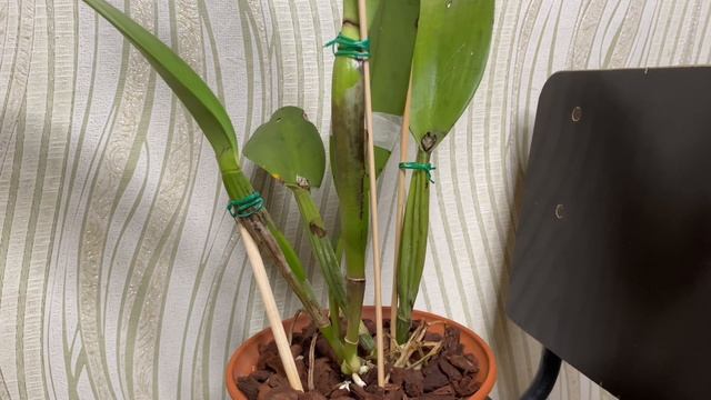 Новая орхидея Cattleya dowiana aurea смотреть онлайн