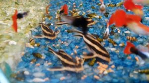 Аквариумный сом - Платидорас