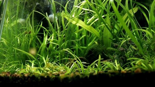 Завелись Остракоды в аквариуме, а растения начали активно пузырить. Обзор аквариума на 20л смотреть онлайн