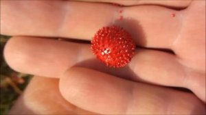 Дюшенея индийская / Duchesnea indica