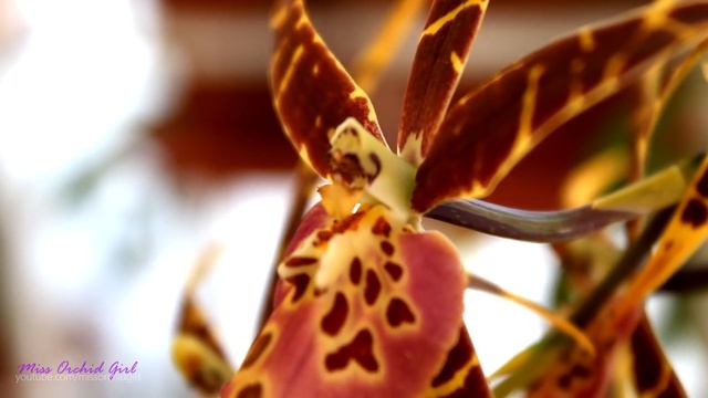 Orchids in bloom - September 2016 смотреть онлайн